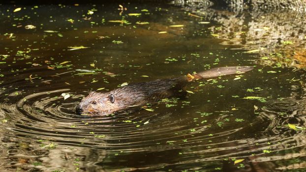 Eurasian beaver (Castor fiber) swimming in pond with leaves, only head top of body with wet fur and tail visible.