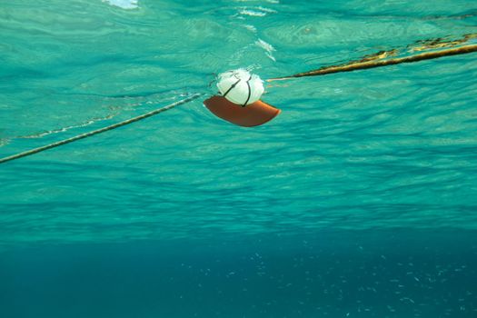 Swimming towards rope with red sea buoy, shoal of small fish on the right. Abstract marine background photographed underwater.