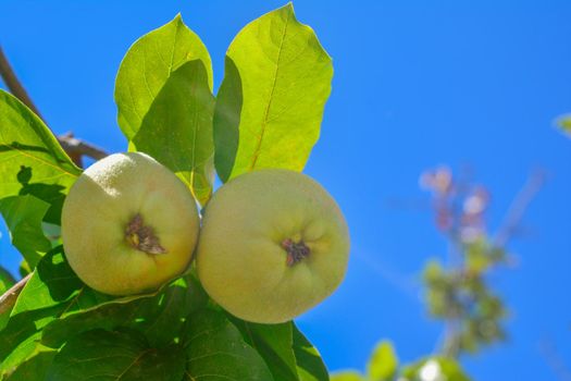 Quince fruit with leaves on a branch Sky background
