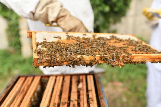 A beehive with bees. Close up