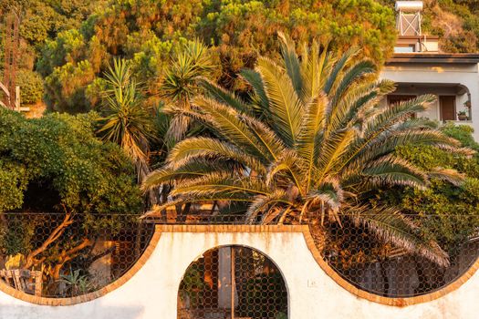 Green palm trees and bushes at Calabria seaside, Southern Italy