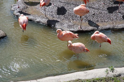 Pink flamingos stand in the water and catch food, beautiful exotic birds ,High quality photo