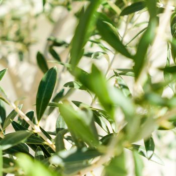 Olive tree and sunshine - gardening, nature background and environmental concept. The beauty of a green garden