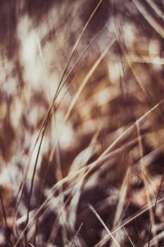 Beauty in nature, balanced lifestyle, environmental concept - Rustic summer field