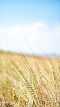 Beauty in nature, balanced lifestyle, environmental concept - Rustic spring field