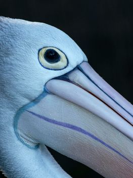 Unusual and haunting macro of pelican face, eye and bill. The Australian pelican is a large waterbird in the family Pelecanidae. It is a predominantly white bird with black wings and a pink bill.