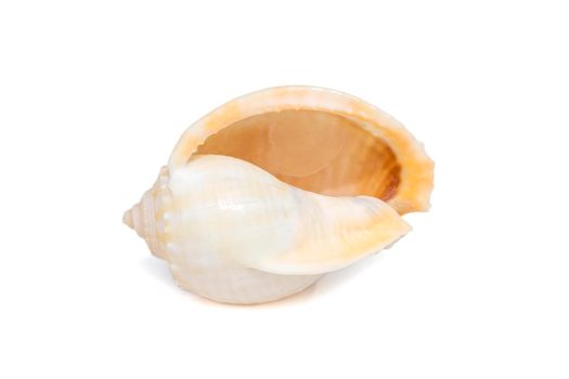 Image of grey bonnet (Phalium glaucum) seashells on a white background. Undersea Animals. Sea Shells.