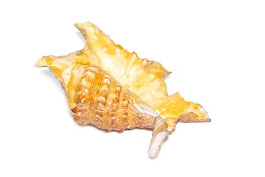Image of lambis truncata sowerbyi sea shell on a white background. Sea shells. Undersea Animals.