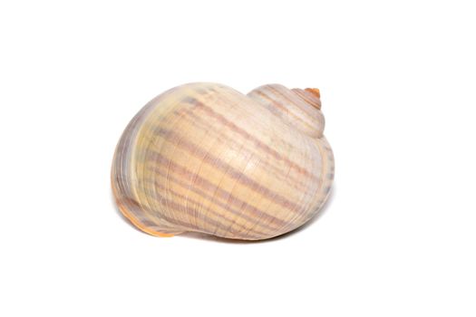 Image of large empty ocean snail shell on a white background. Undersea Animals. Sea shells.