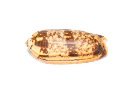 Image of cone snail shells or Cone shell on a white background. Undersea Animals. Sea shells.