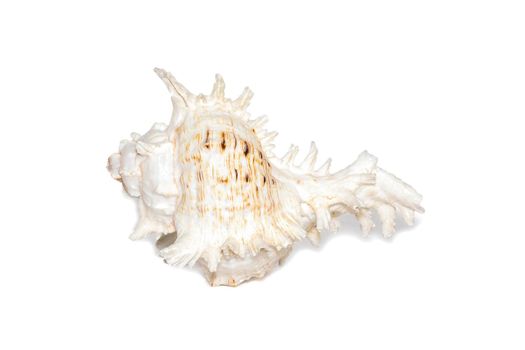 Image of natural large conch shell kirin snail thousands on a white background. Undersea Animals. Sea shells.