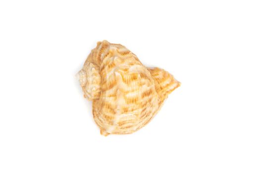 Image of seashell rapana rapiformis on a white background. Undersea Animals. Sea shells.