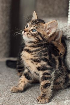 Young cute bengal kitten sitting on a soft cat's shelf of a cat's house indoors.