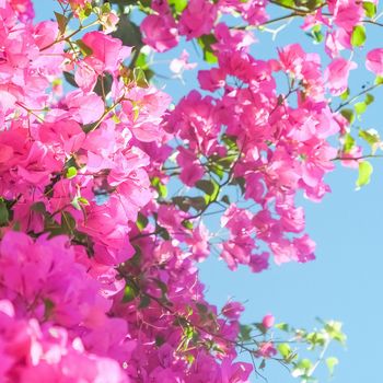 Pink flowers and blue sunny sky - floral background, spring holidays and womens day concept. Living life in bloom