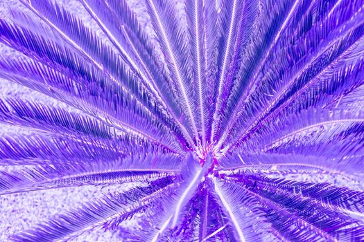 Exotic plant palm leaves close up in duo purple blue gradient tone in vibrant bold trendy colors. Concept fashion art. Minimal surrealism. Tropical succulent.