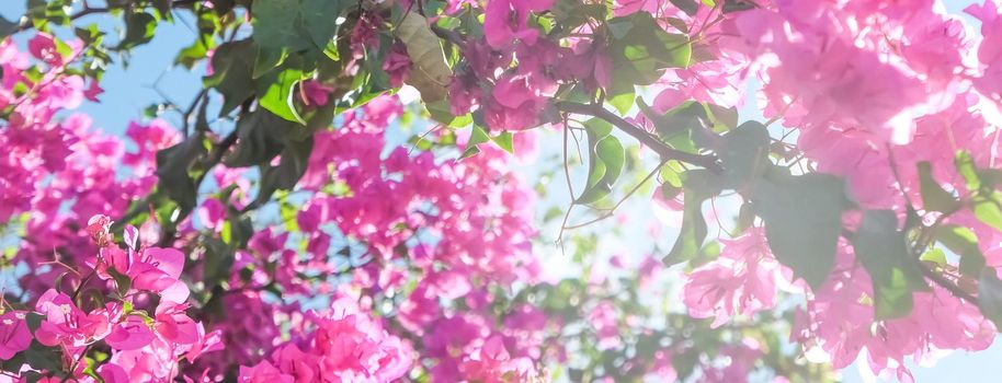 Pink flowers and blue sunny sky - floral background, spring holidays and womens day concept. Living life in bloom