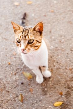 Stray cats are on the street. Animal protection