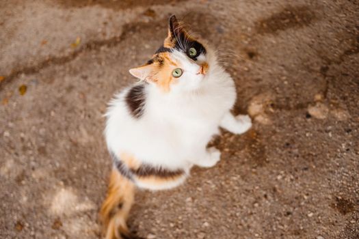 Stray cats are on the street. Animal protection