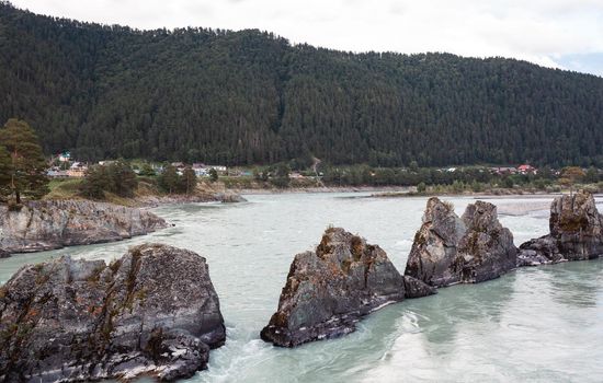 A fast-flowing wide and full-flowing mountain river. Large rocks stick out of the water. Big mountain river Katun, turquoise color, in the Altai Mountains, Altai Republic. Place the Dragon's Teeth.