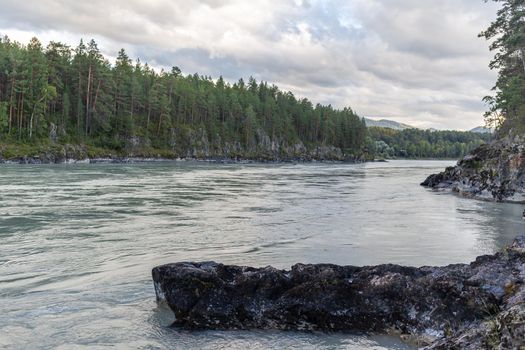 A fast-flowing wide and full-flowing mountain river. Large rocks stick out of the water. Big mountain river Katun, turquoise color, in the Altai Mountains, Altai Republic.