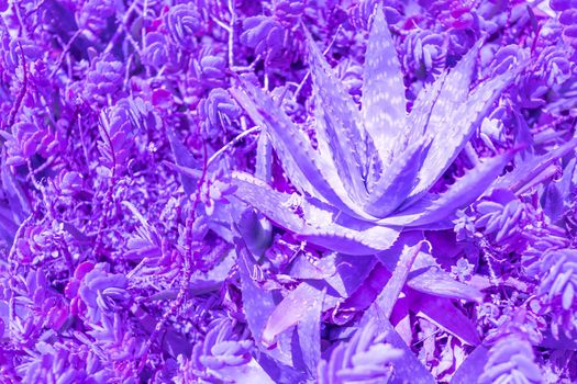 Exotic plant palm leaves close up in duo purple blue gradient tone in vibrant bold trendy colors. Concept fashion art. Minimal surrealism. Tropical succulent.