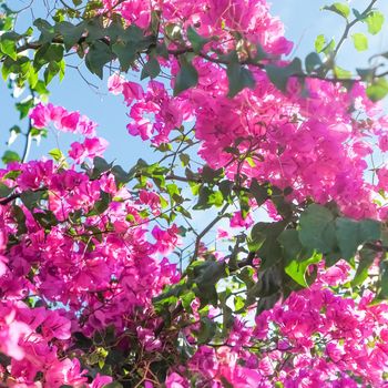 Pink flowers and blue sunny sky - floral background, spring holidays and womens day concept. Living life in bloom