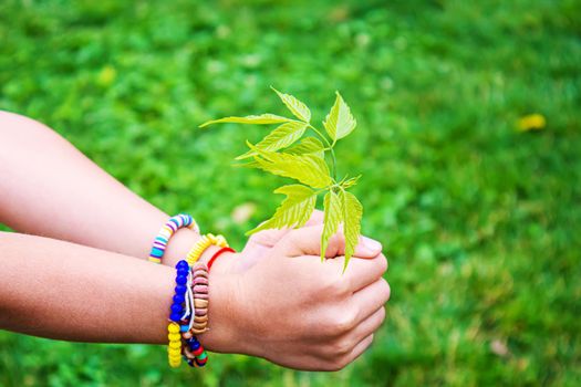 Children take care of nature tree in their hands. Selective focus. nature