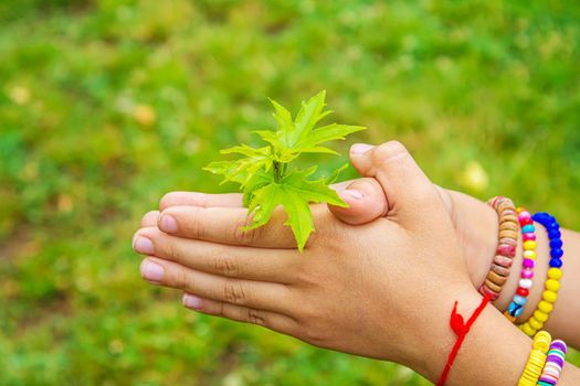 Children take care of nature tree in their hands. Selective focus. nature