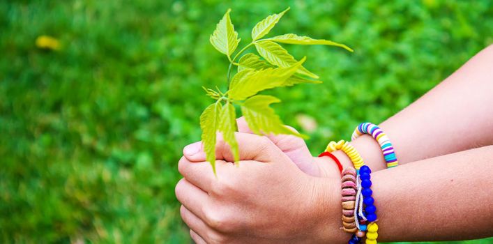 Children take care of nature tree in their hands. Selective focus. nature