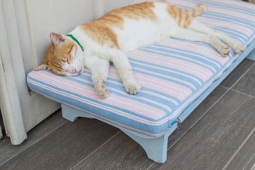 funny sleeping cat.portrait of a sleeping white with red cat pursed its paws