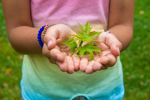 Children take care of nature tree in their hands. Selective focus. nature