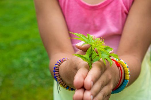 Children take care of nature tree in their hands. Selective focus. nature