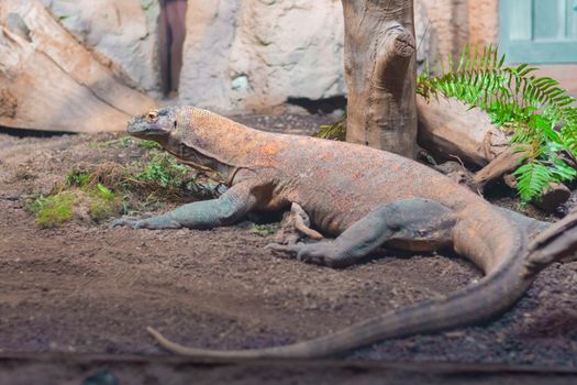 Komodo Dragon Lizard - Komodo monitor In The Zoo. High quality photo