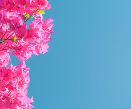 Pink flowers and blue sunny sky - floral background, spring holidays and womens day concept. Living life in bloom