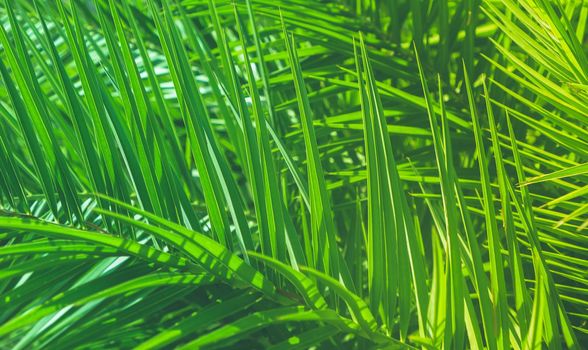 Wonderful green palm leaves - exotic vacation, botanical background and summer concept. Enjoy a tropical dream