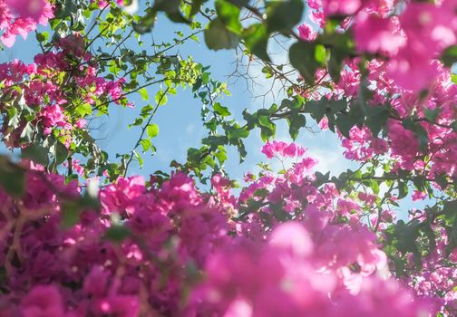 Pink flowers and blue sunny sky - floral background, spring holidays and womens day concept. Living life in bloom