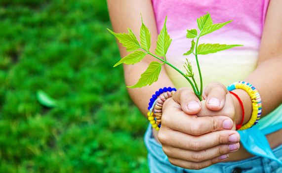 Children take care of nature tree in their hands. Selective focus. nature
