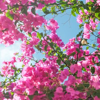 Pink flowers and blue sunny sky - floral background, spring holidays and womens day concept. Living life in bloom