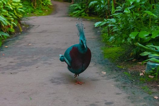 Colorful Blue Bird Walking On The Way. High quality photo