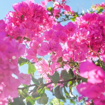 Pink flowers and blue sunny sky - floral background, spring holidays and womens day concept. Living life in bloom