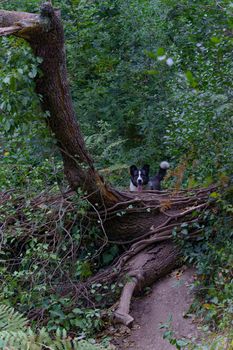 black and white border collie dog leaning out of a tree trunk on a hiking trail in the forest