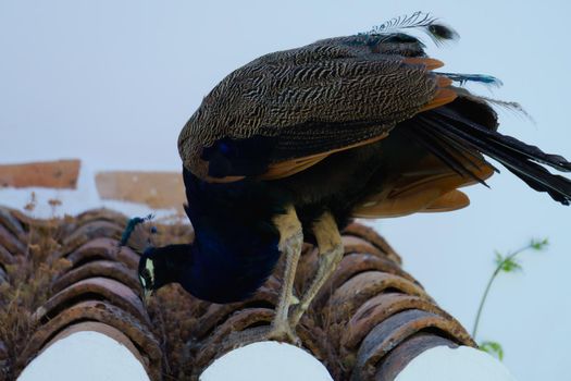 colorful male peacock perched on a rooftop looking at the camera