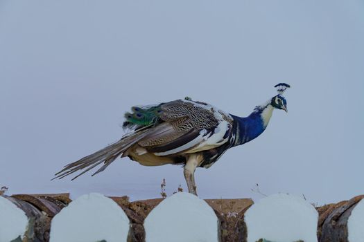 colorful male peacock perched on a rooftop looking at the camera