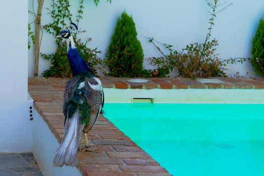 colorful male peacock strolling along the edge of a pool in the garden