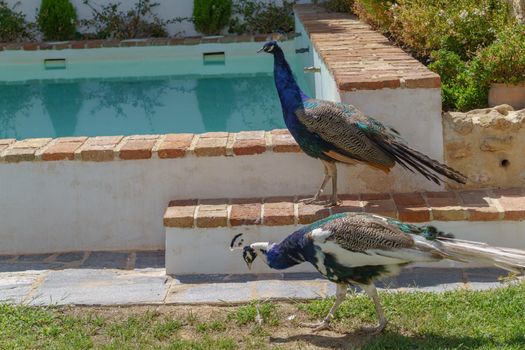 couple of peacocks walking in front of a swimming pool in a house garden