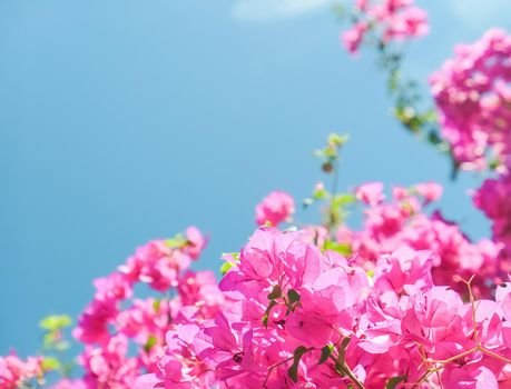 Pink flowers and blue sunny sky - floral background, spring holidays and womens day concept. Living life in bloom