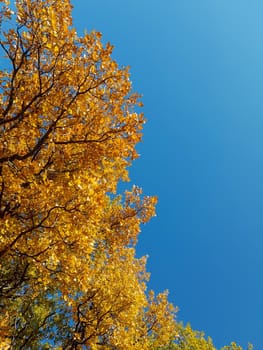 Yellow tree leaves against a clear blue sky. High quality photo
