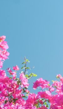 Pink flowers and blue sunny sky - floral background, spring holidays and womens day concept. Living life in bloom