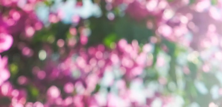 Pink flowers and blue sunny sky - floral background, spring holidays and womens day concept. Living life in bloom