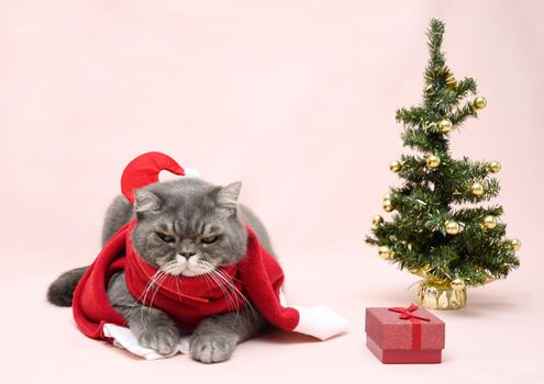 a gray sad british cat in a santa costume sits in a basket near the christmas tree, High quality photo